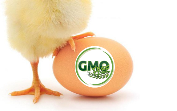 Big Blow to Biotech: German Super Market Giants Force Return to GMO-Free Poultry