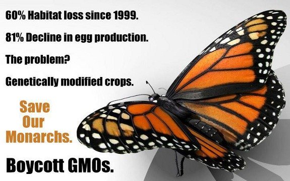 Organizations Urge Supermarkets to Refuse GMOs in Order to Save the Butterflies