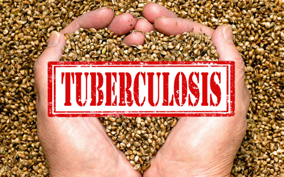 Forbidden Medicine: Hemp Seeds Treat Tuberculosis