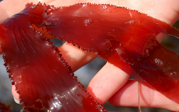 Red Algae Extract Defends Against Ebola, HIV, SARS, and More