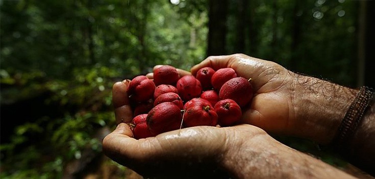 Pharma Taps into Rare Blushwood Berries for Anti-Cancer Potential