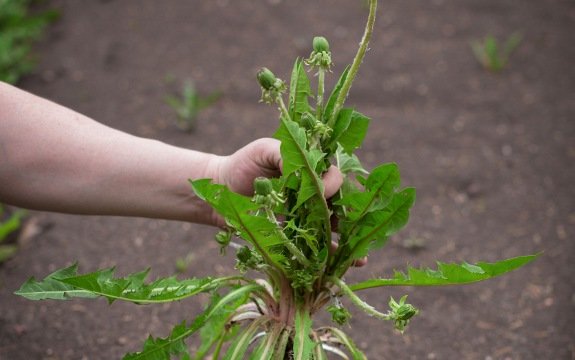 10 Easy Monsanto-Free Tips to Get Rid of Weeds