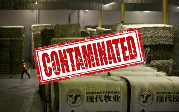 China hay alfalfa GMO