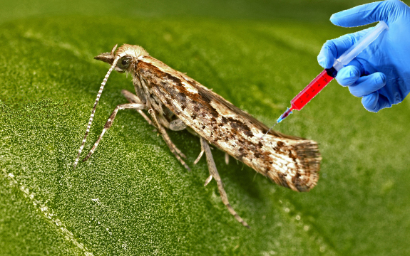 First GMO Mosquitoes: Now Oxitec Wants to Release GMO Moths in New York