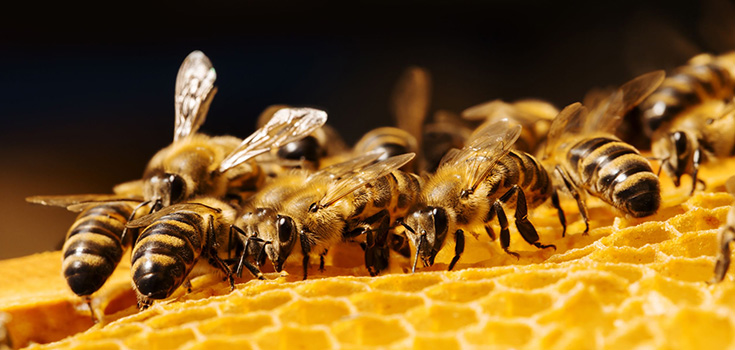 Minnesota Considers Restrictions on Bee-Killing Class of Pesticides – Neonicotinoids
