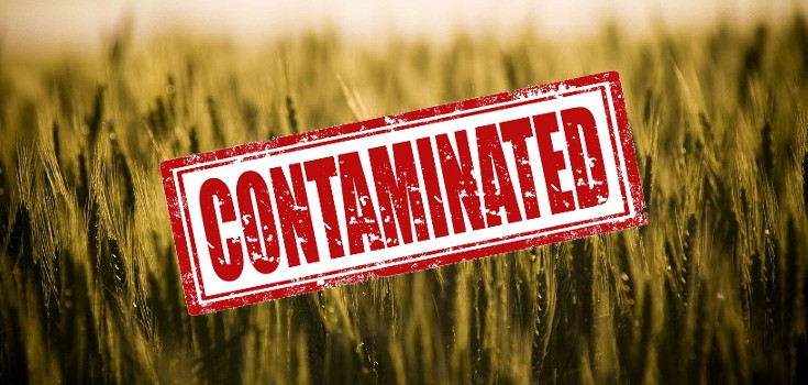 gmo contaminated crops