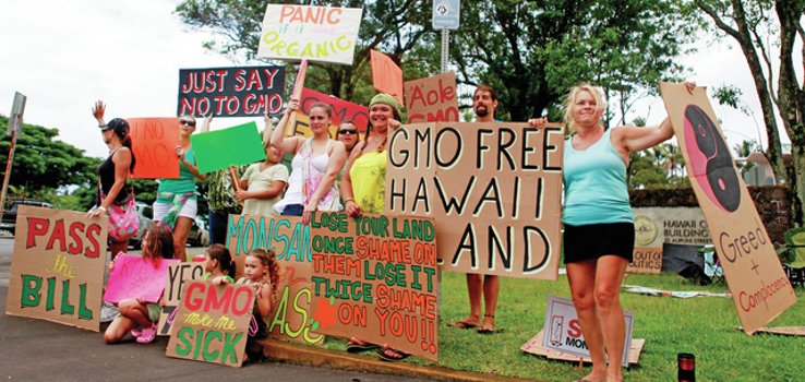 Corrupt Federal Judge Rules Against Big Island Anti-GMO Law, Maui Next