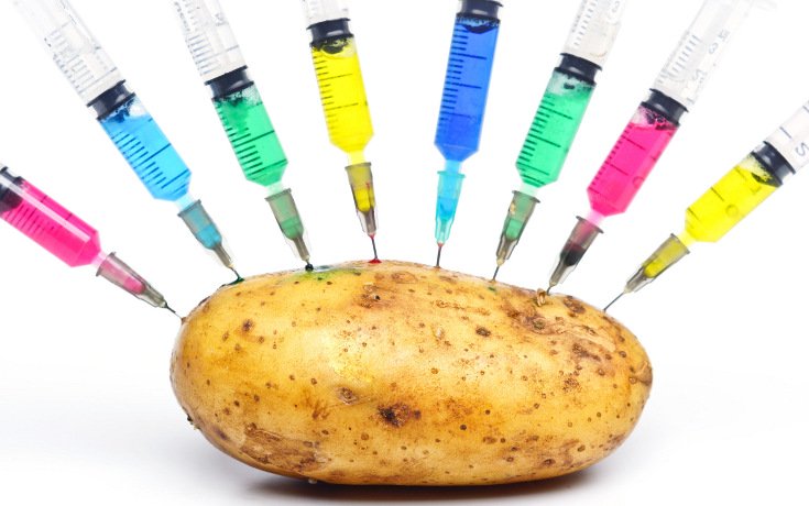 US Approves First Genetically Modified Potato for Planting