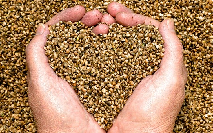 5 Key Reasons to Include Hemp Seed in Your Daily Diet