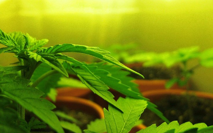 Marijuana Legalized in Oregon, Alaska and DC as People Realize Benefits
