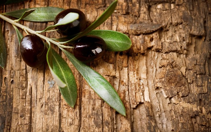 Study: Olive Leaf Extract as Effective as Typical Diabetes Drugs