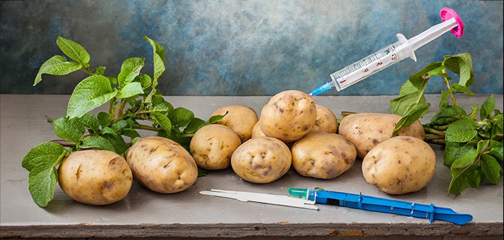 Food Scientists: New GMO Potatoes ‘Extremely Worrisome’