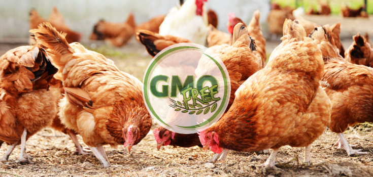 Another Victory: Poultry Industry Giant Goes GMO-Free