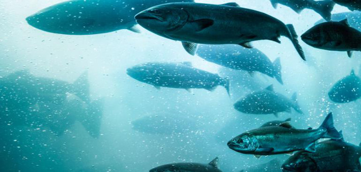 Authorities Reverse GMO Fish-Food Approval over Environmental Concerns