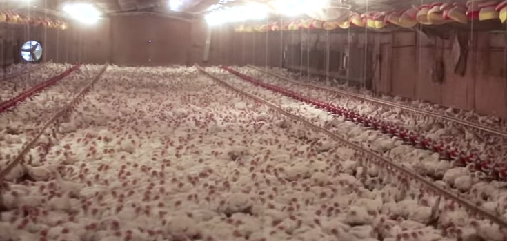 Watch: Factory Farm Whistleblower Unveils Disturbing Video