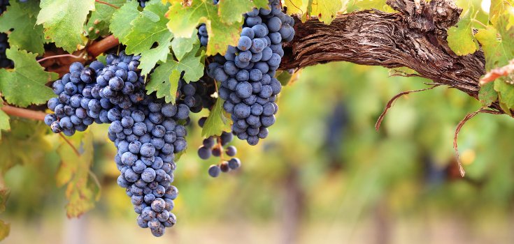 Victory: French Wine No Longer Forcibly Sprayed with Pesticides