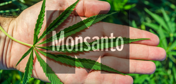 Monsanto GM marijuana