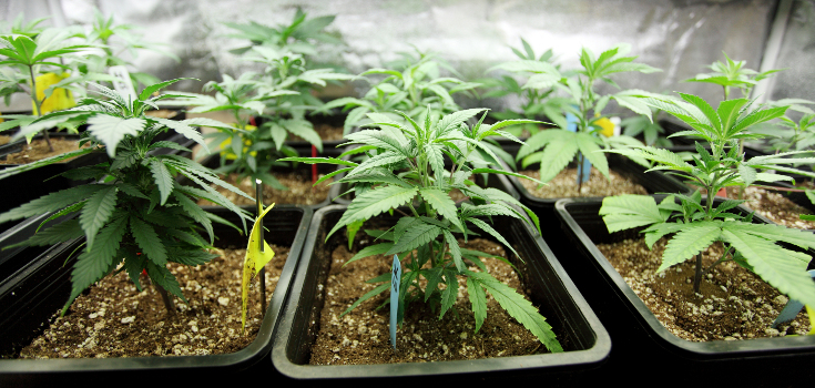 US Virgin Islands Decriminalizes Cannabis Possession