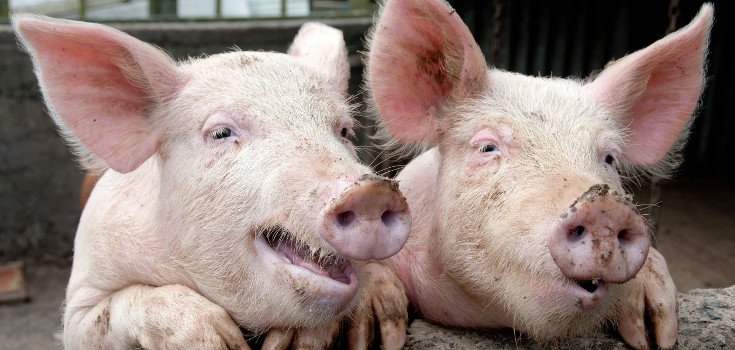 GMO Pigs Coming Soon with Help of USDA and Biotech