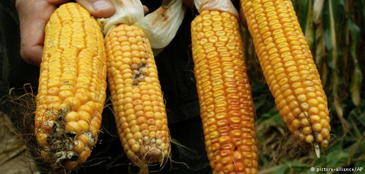 Germany Pushes GMO Ban Before 2015 Harvest