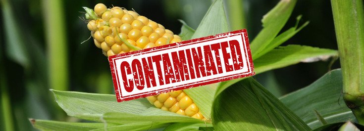 GMO Imports Causing Unapproved ‘Mystery GMO Plants’ to Invade Ecosystems
