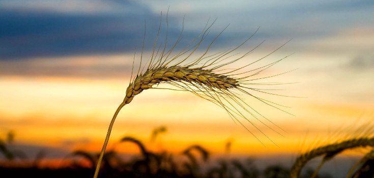 Experimental GMO Wheat Crop Fails to Deter Pests