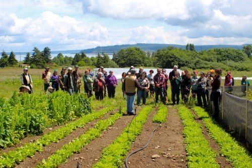 Dr. John Navazio, formerly of the Organic Seed Alliance, evaluates an escarole variety trial with participants of the 2014 Breeding Self-Pollinated Crops workshop at Greenbank Farm. 