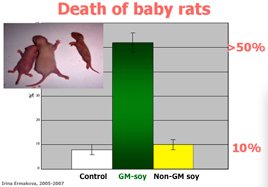 gmo_soy_rats_chart