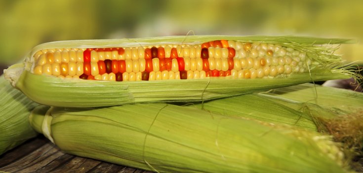 Hungary Commits to GMO-Free Farming