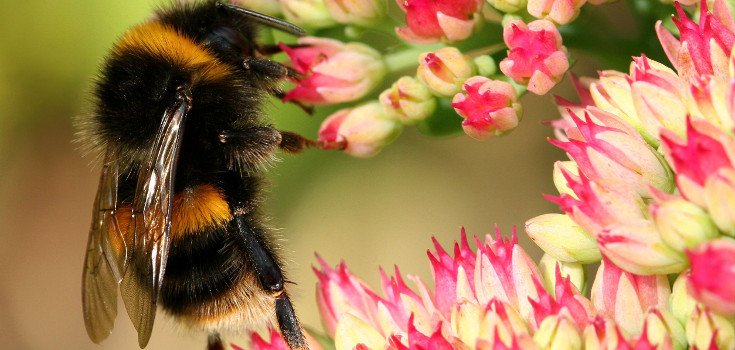 100+ Businesses Urge Obama to Suspend Bee-Killing Pesticides