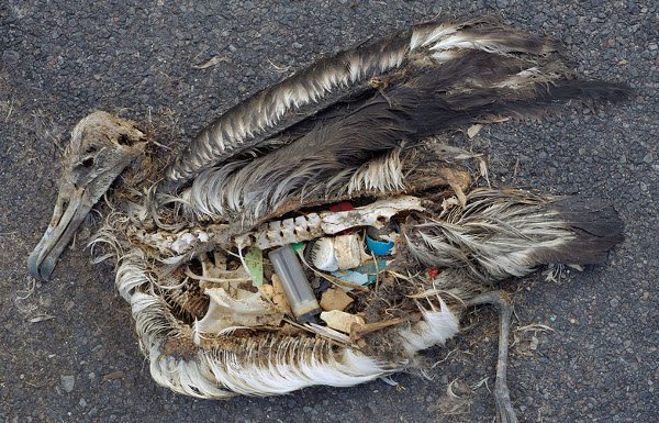 plastic_bird_pollution_scale