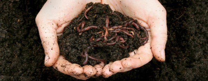 vermicomposting_earth_worms_dirt_715_280
