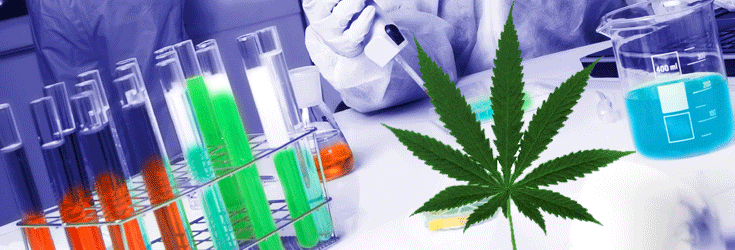 Marijuana Backed By More Studies Than Most FDA Approved Pharma Drugs