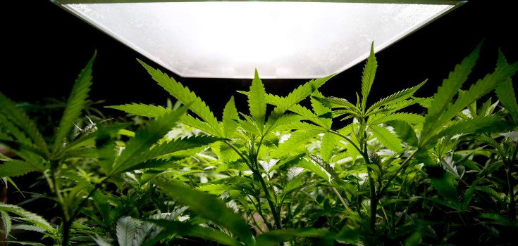 Key Marijuana Case may Lead to Nationwide Reclassification