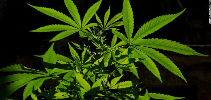 6 States That may be Next to Legalize Marijuana