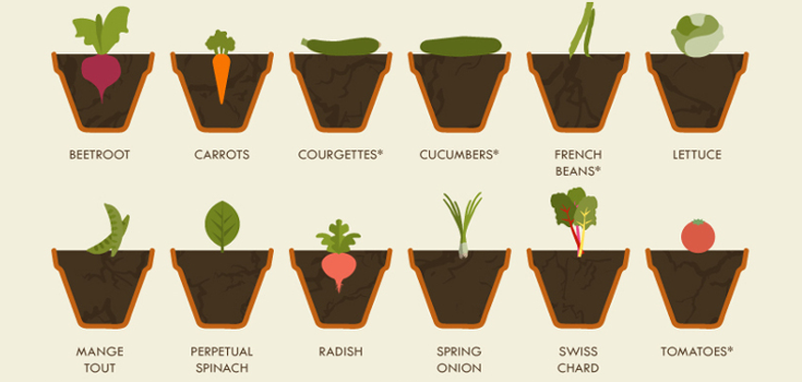 The Simple Vegetable Gardening Cheat Sheet: All You Need to Know