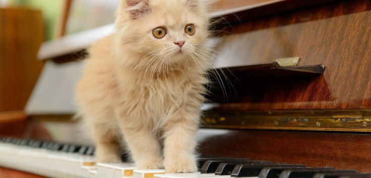 The Music Tracks Made JUST for Cats – Take a Listen