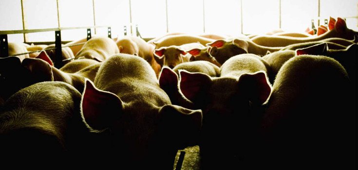 Factory Farm Antibiotics Making Children ‘Allergic to Fruits and Vegetables’