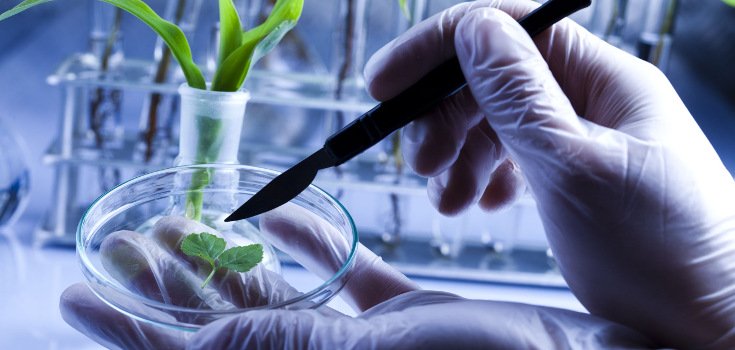 More Scientists Expose Government Fraud over GMOs