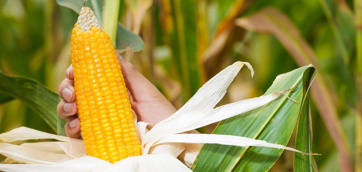 Louisiana Is About to Let Monsanto’s GMO Corn Take Over