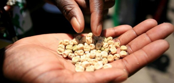 Kenyan Farmers Suing Government to Uphold GM Crop Ban