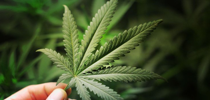 ‘Gold Standard’ Survey: Majority of Americans Want Marijuana Legalized