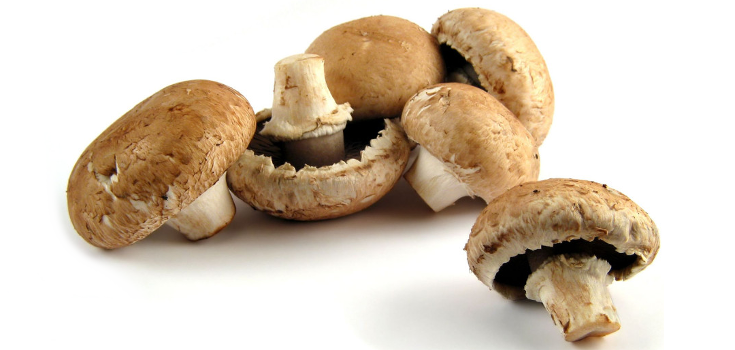 Medicinal Mushrooms Proven to Fight the Human Papilloma Virus