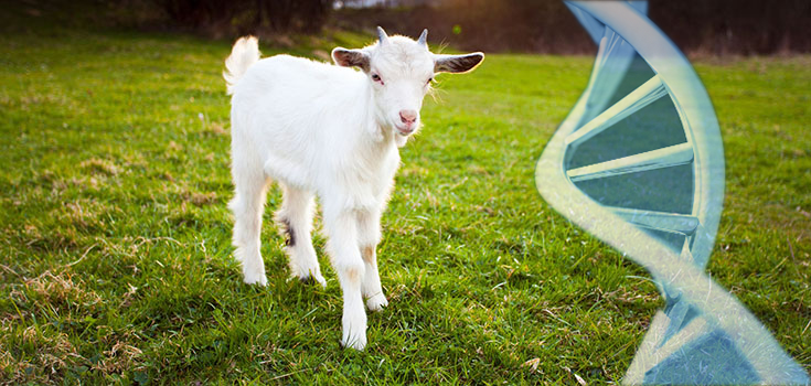 New Study: Goats Who Eat Monsanto GM Soy Produce Abnormal Milk