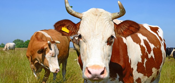 Texas Man’s Mad Cow Disease Likely from Contamination more than 10 Years Ago