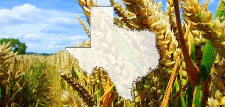 Texas Pushes for GMO Labeling with Introduction of New Bill