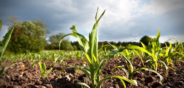 New Study: GE Crops DON’T Increase Crop Yields