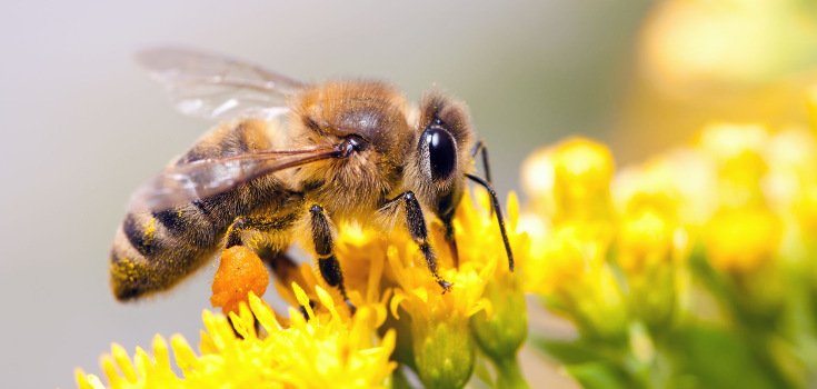 Portland Bans Insecticide in Light of Massive Bee Deaths