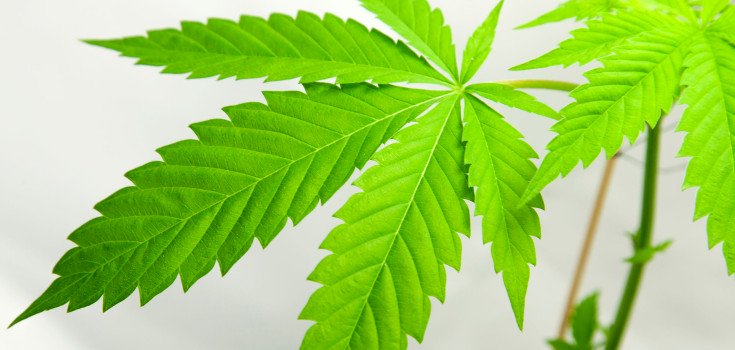 Cannabis Compounds Reduce Serious Seizures in Children by 53%