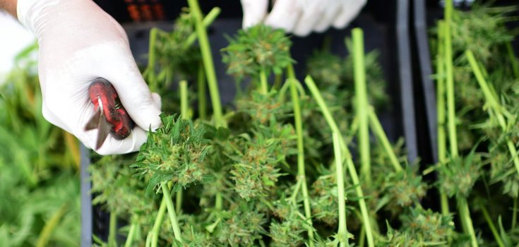 3 Australian States Begin Testing Medical Marijuana Following Demand